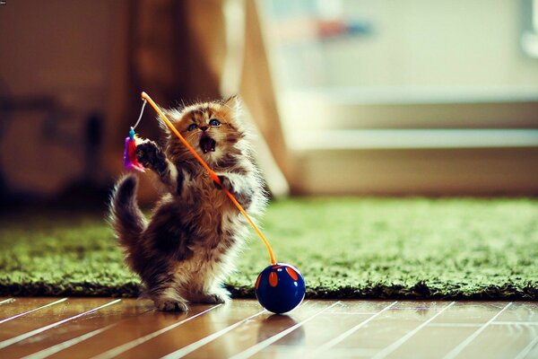 Gatinho nas patas traseiras brincando no chão com um brinquedo