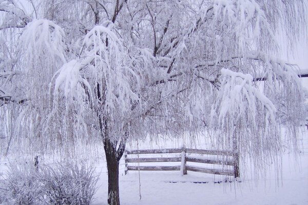 A white birch tree under my window has spread its branches