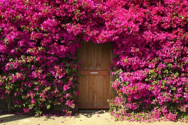 Rosa Blüten an der Wand um die Hoftür