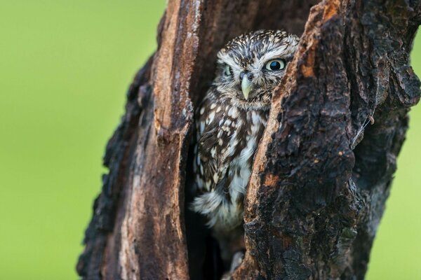 Búho sentado en el hueco de un árbol