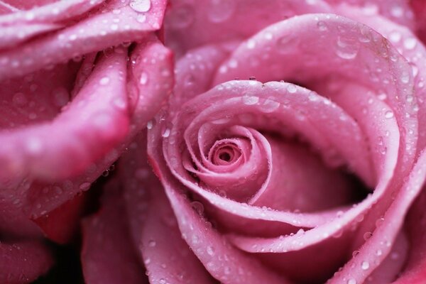 Pink roses for my classmate