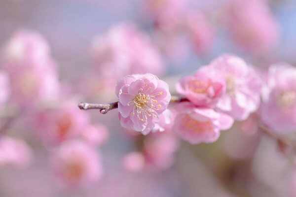 Fleur de cerisier rose sur une branche