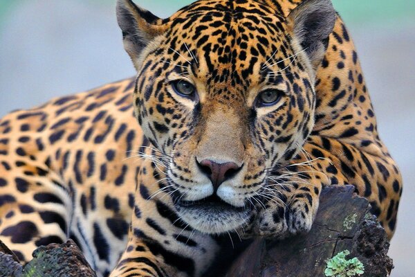 Leopardo olha para o quadro deitado em um tronco