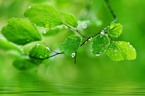 Dew on green leaves