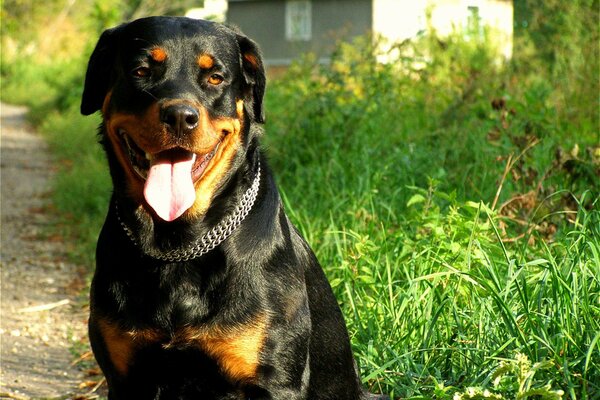 Cute rottweiler is the best dog