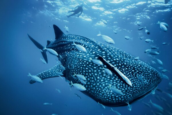 Blue image of the underwater world