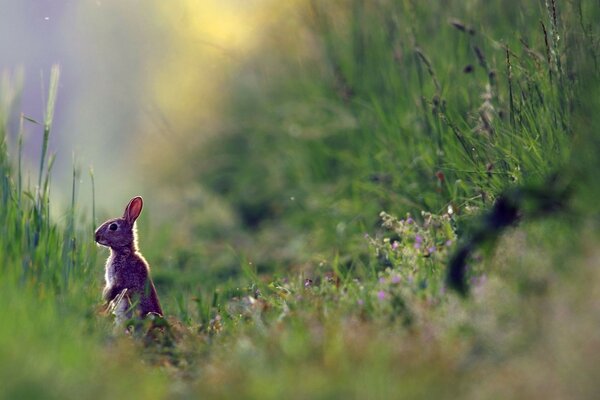 A hare stands on its hind legs in the grass and looks attentively