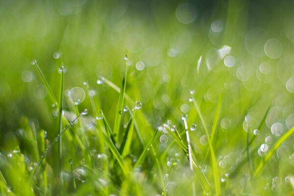 Rocío y gotas en la hierba de la mañana