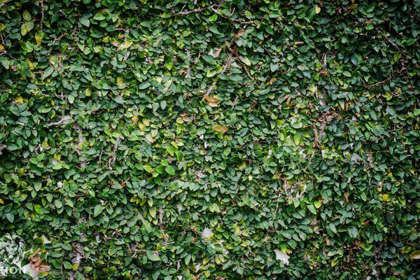 Feuilles mortes de bureau