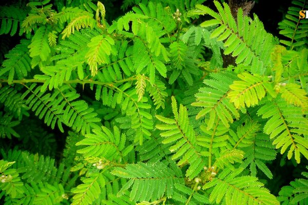 Feuillage de fougère dans l épaisseur de la forêt