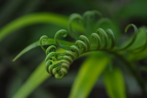 Green exotic leaves curlicues