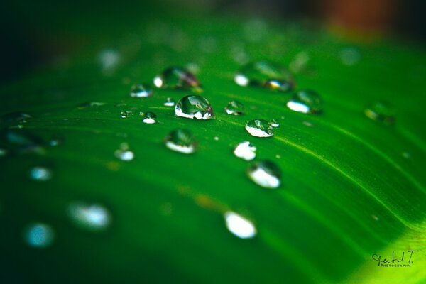 Gouttes d eau sur la feuille