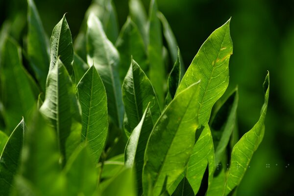 Foto di foglie verdi alla luce