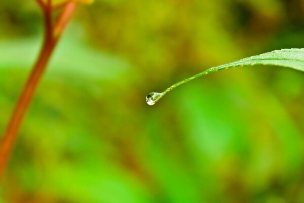 Una goccia di rugiada drena da una foglia verde