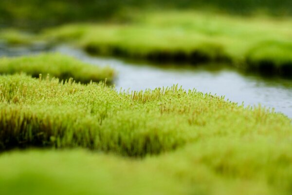 Venden agua las plantas mastican