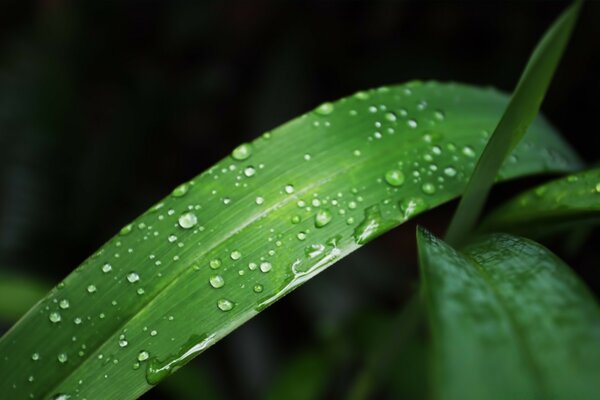 Schöne Tautropfen nach dem Regen