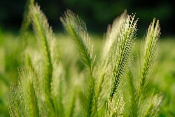 Green ears of wheat in the field