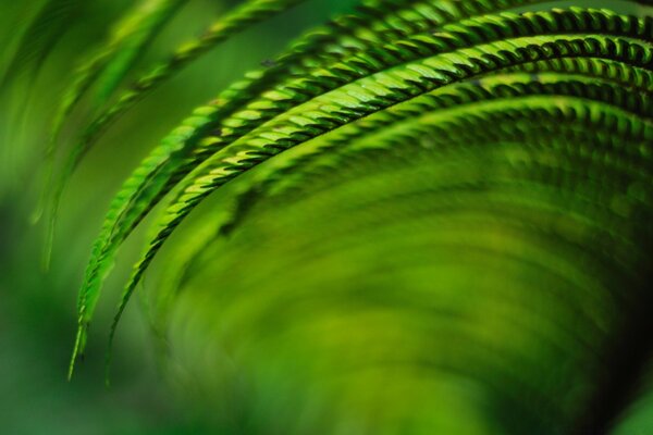 Foglie di pianta verde Macro