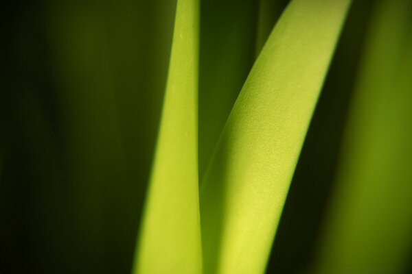 Feuilles de macro plante verte