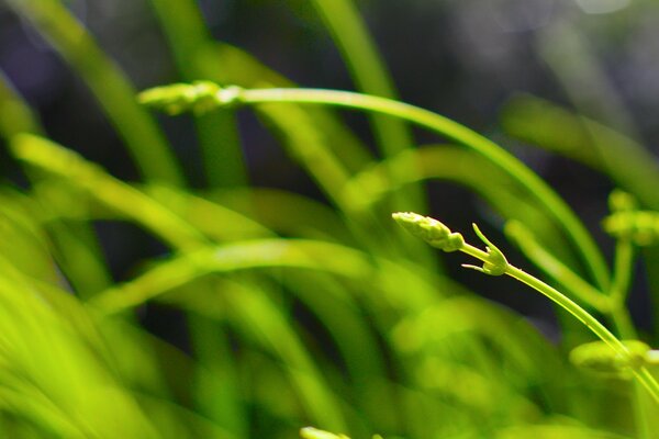 Grüner Garten. Gras wächst