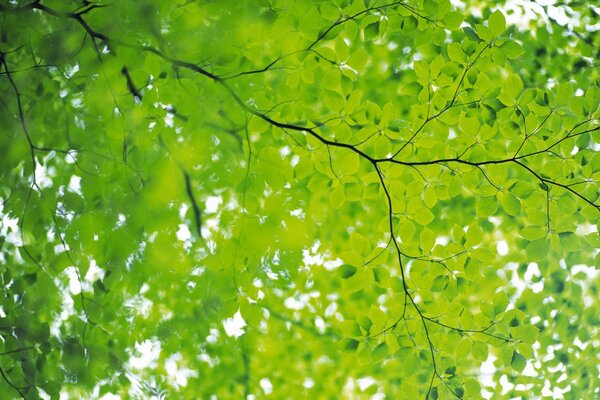 Una rama de árbol densamente verde que sobresale