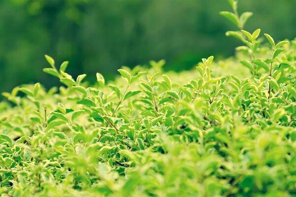 Folhagem verde de arbustos ao sol