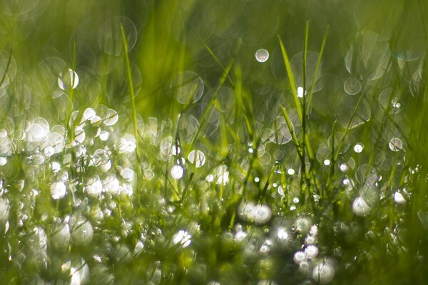 Gotas de orvalho na grama