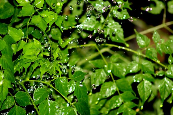 Raindrops trickle down on the foliage