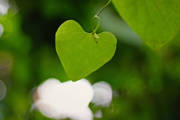 Green leaf in the form of a heart