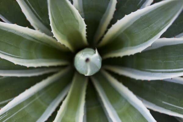 Flora cactus succulent macro