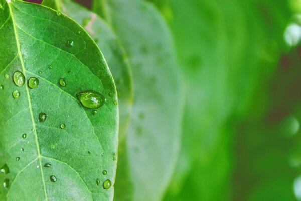 Green leaf with dew drops