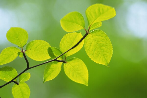 Ein Zweig der Pflanze ist ein Zweig der Natur