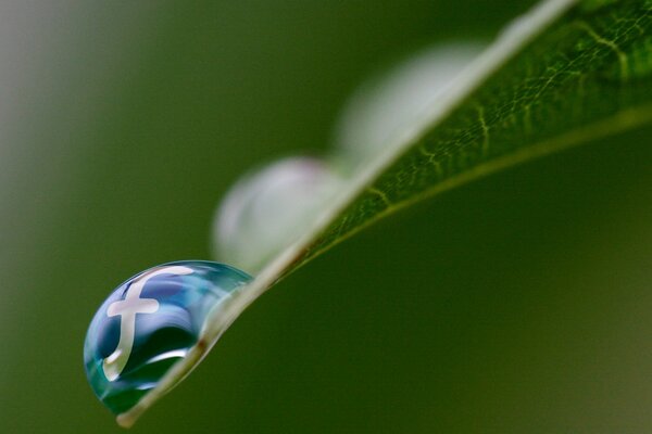 A dewdrop on a green leaf