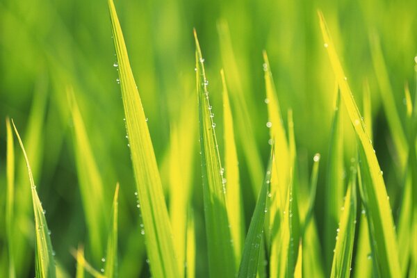 Green grass with dew drops