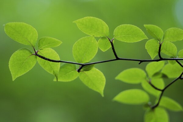 Natural plants. Flora of nature