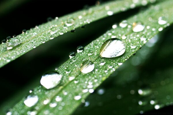 Morning dew drops transparent as a tear