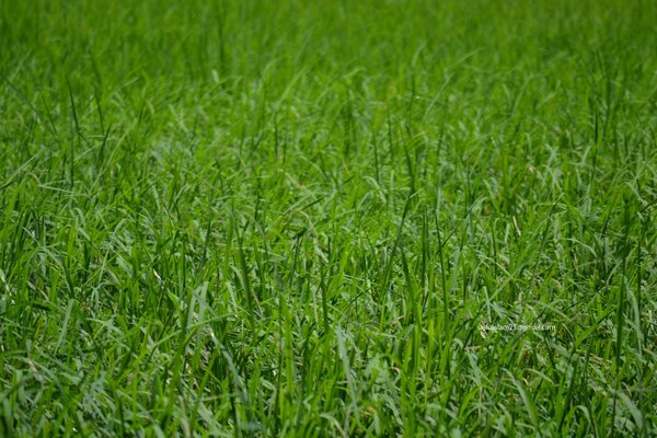 Gras Rasen Erde Stück