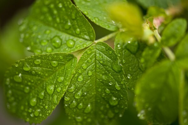 Rocío de la mañana en una hoja temblorosa