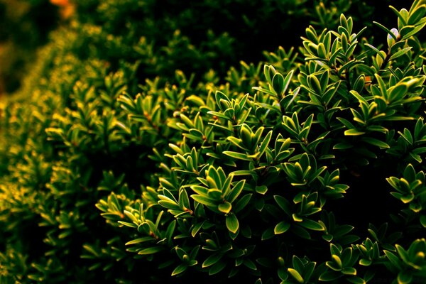 Aesthetic image of plants from the garden