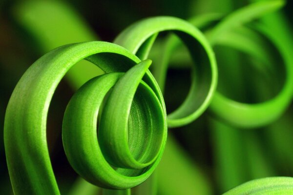 Herbe verte tournée en spirale