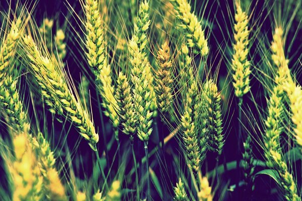 Bright spikelets of wheat