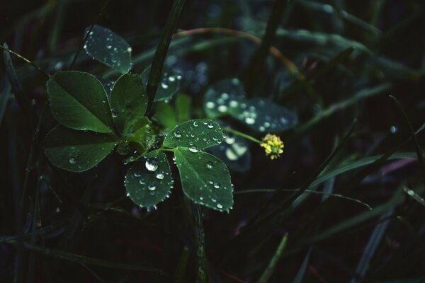 Rain drops on the flower