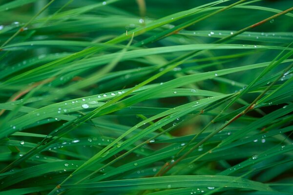 Gouttes de rosée sur le feuillage du carex