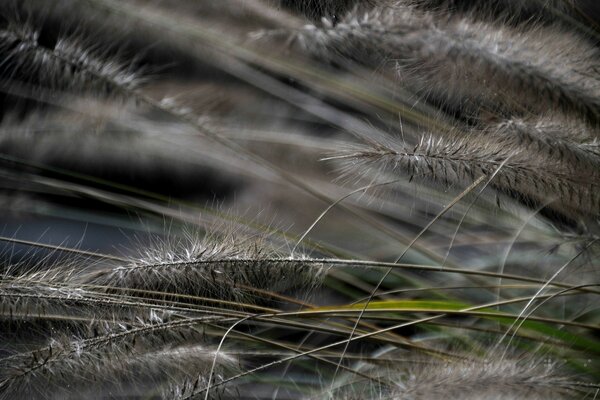 Plants close up in macro