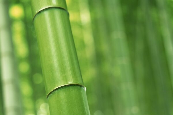 Strict lines of green bamboo