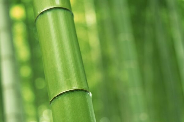 Yeşil bambunun sıkı çizgileri