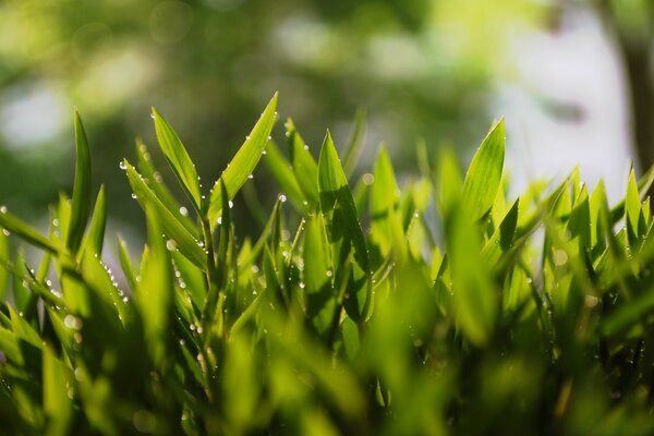 Young greenery is spread with a thick carpet