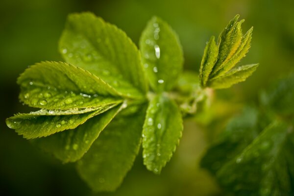 Ramo verde con foglie di ribes