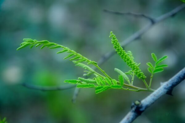 Waking up from a winter sleep, the buds bloom