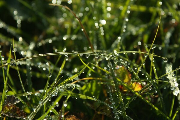 Gotas de chuva na grama